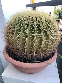 Pianta grassa 40 anni (Kroenleinia grusonii Lodé)