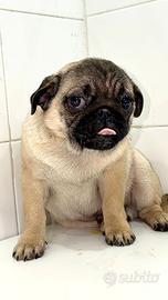 Carlino