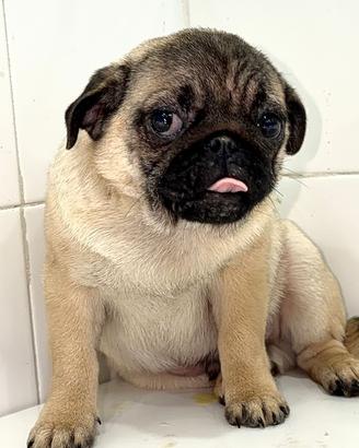 Carlino