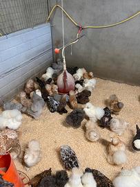 Galline di varie razze