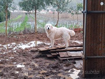 Maremmana femmina per il mio cucciolone