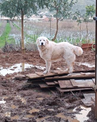 Maremmana femmina per il mio cucciolone