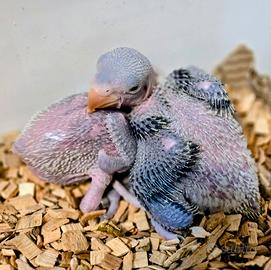 Grande alessandrino allevati