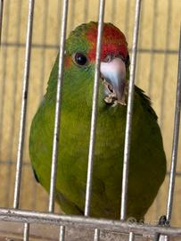 Kakariki vari colori