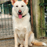 Romeo, 9 mesi, taglia media