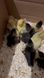 Anatroccoli anatra muta e pulcinotti galline