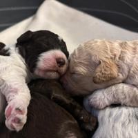 Cuccioli Lagotto Romagnolo pedigree roi