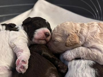 Cuccioli Lagotto Romagnolo pedigree roi