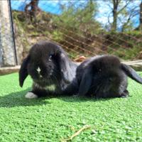 Cuccioli conigli ariete nano
