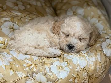Maltipoo Toy