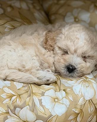 Maltipoo Toy