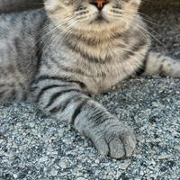 Scottish fold per monta