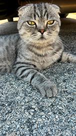 Scottish fold per monta