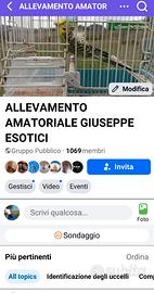 Cocorite Animali Esotici Pappagalli Uccelli Volati