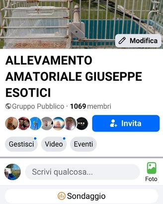 Cocorite Animali Esotici Pappagalli Uccelli Volati