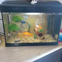 acquario 