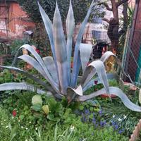 Agave americana