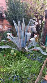Agave americana