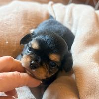 Chihuahua tricolor