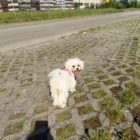 Maltese toy dolce e affettuosa