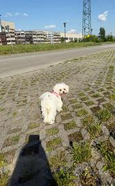 Maltese toy dolce e affettuosa