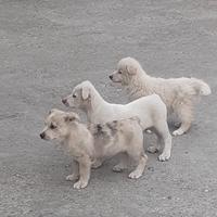 Cuccioli meticci di 2 mesi taglia media