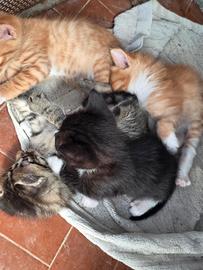Cuccioletti di gatto