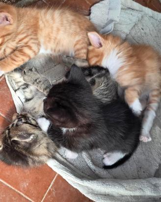 Cuccioletti di gatto