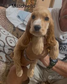 Cocker spaniel inglese
