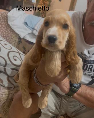 Cocker spaniel inglese