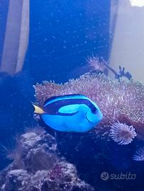 Pesce Paracanthurus Hepatus