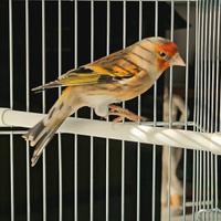 Due incardellati maschi