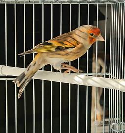 Due incardellati maschi