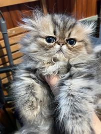 Cucciola persiana golden shaded con pedigree