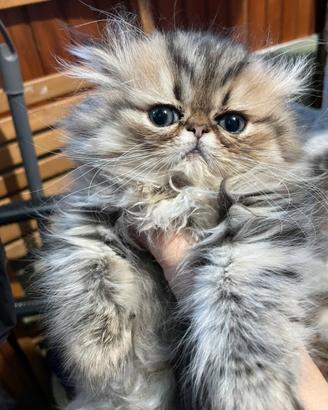 Cucciola persiana golden shaded con pedigree