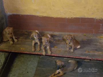 Cani da cinghiale