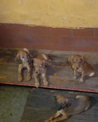 Cani da cinghiale