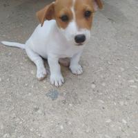 Cuccioli di Russel