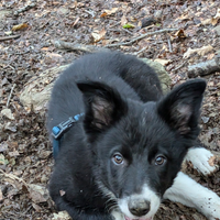 Border collie linea da lavoro