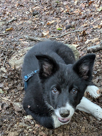 Border collie linea da lavoro