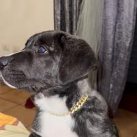 Pastore dell'Asia Centrale (Alabai) mix cane corso