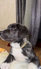 Pastore dell'Asia Centrale (Alabai) mix cane corso