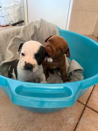 Cuccioli di pittbull