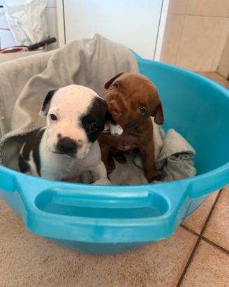 Cuccioli di pittbull