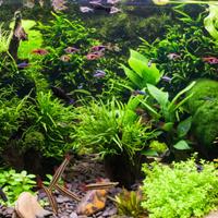 PIANTE ACQUATICHE acquario + laghetto tutti i tipi