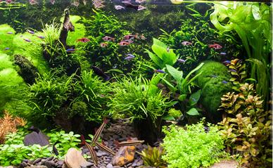 PIANTE ACQUATICHE acquario + laghetto tutti i tipi