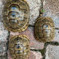 Tartarughe terrestri Graeca Ibera