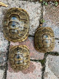 Tartarughe terrestri Graeca Ibera