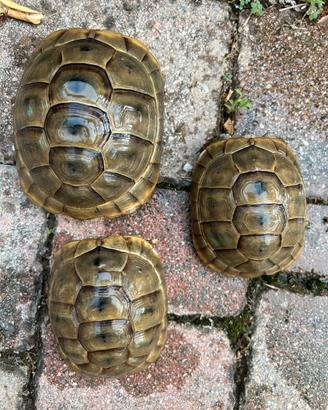 Tartarughe terrestri Graeca Ibera