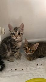 cuccioli di gattini 